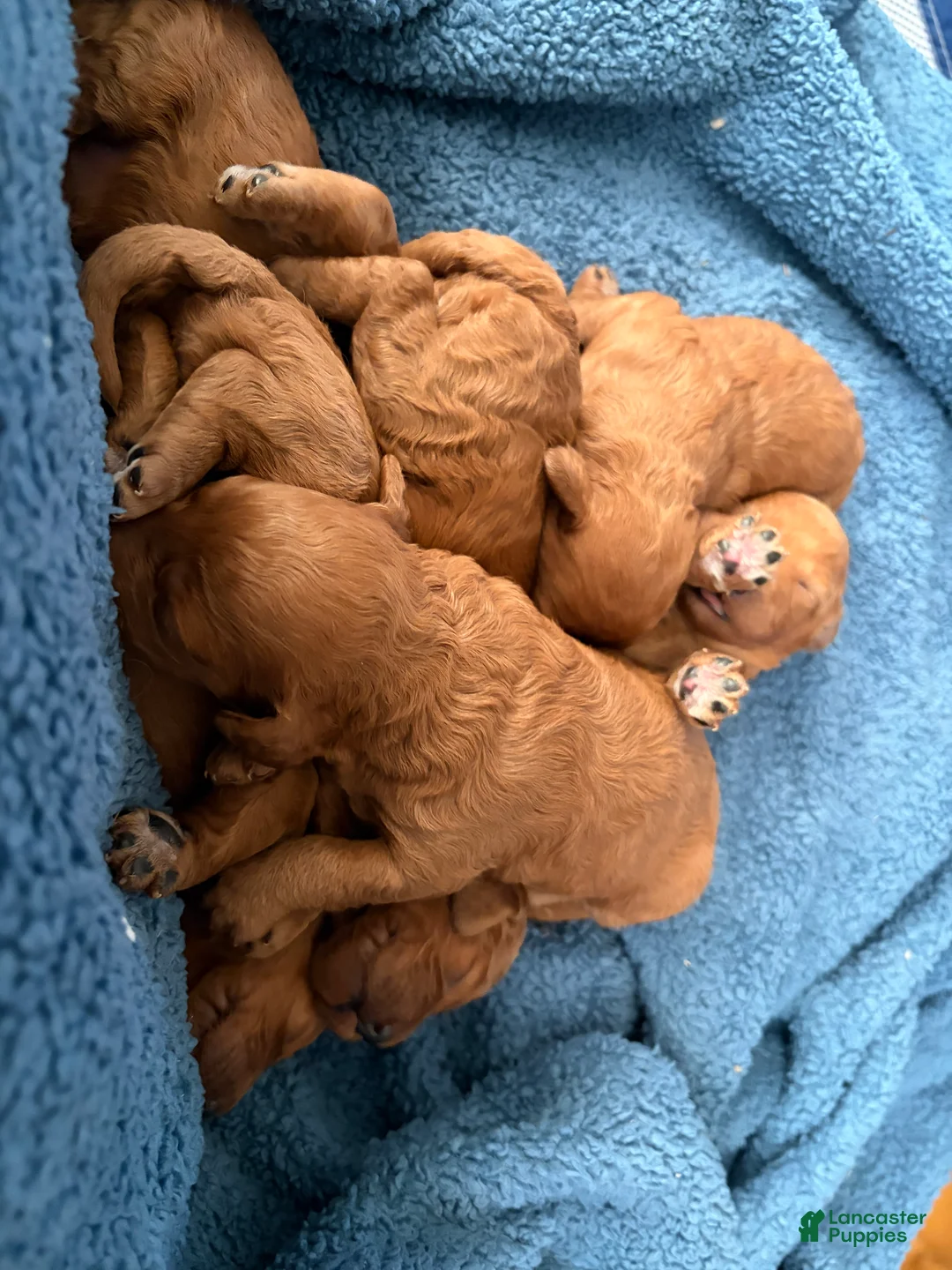 Mini Goldendoodle dogs for sale: Mini Goldendoodle Puppy 2 - Ad 1