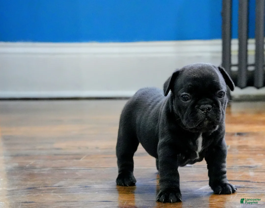 French Bulldog dogs for sale: Lilo - Ad 2