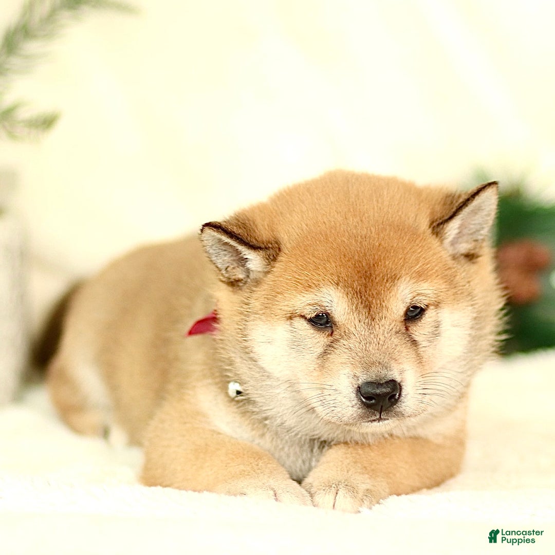 Shiba Inu dogs for sale: Brody - Ad 3