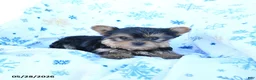 Yorkshire Terrier dogs for sale: Tootsie - Ad 3