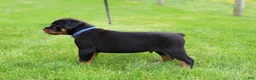 Rottweiler dogs for sale: Knox - Ad 14