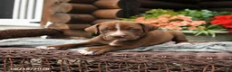 Boxador dogs for sale: Brownie - Ad 3