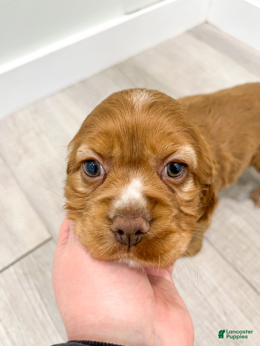 Cocker Spaniel dogs for sale: Lila - Ad 6