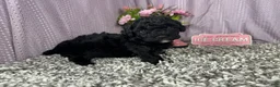 Miniature Poodle dogs for sale: Miniature Poodle 3 - Ad 6