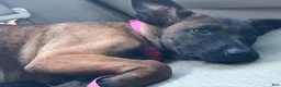 Belgian Malinois dogs for sale: Shadie - Ad 3