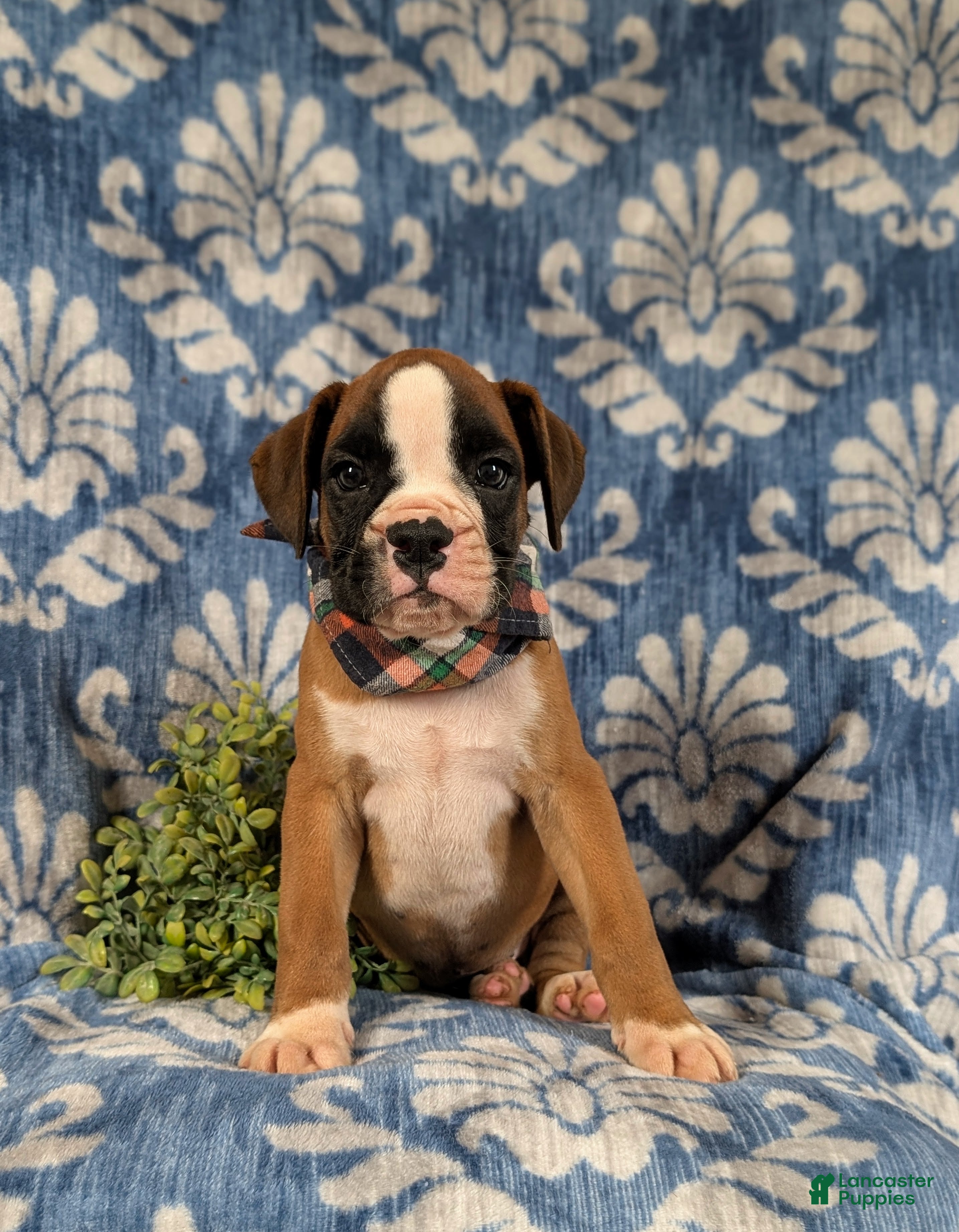 Boxer dogs Paco - Ad 2