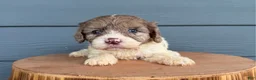 Cavapoo dogs for sale: Willow - Ad 3