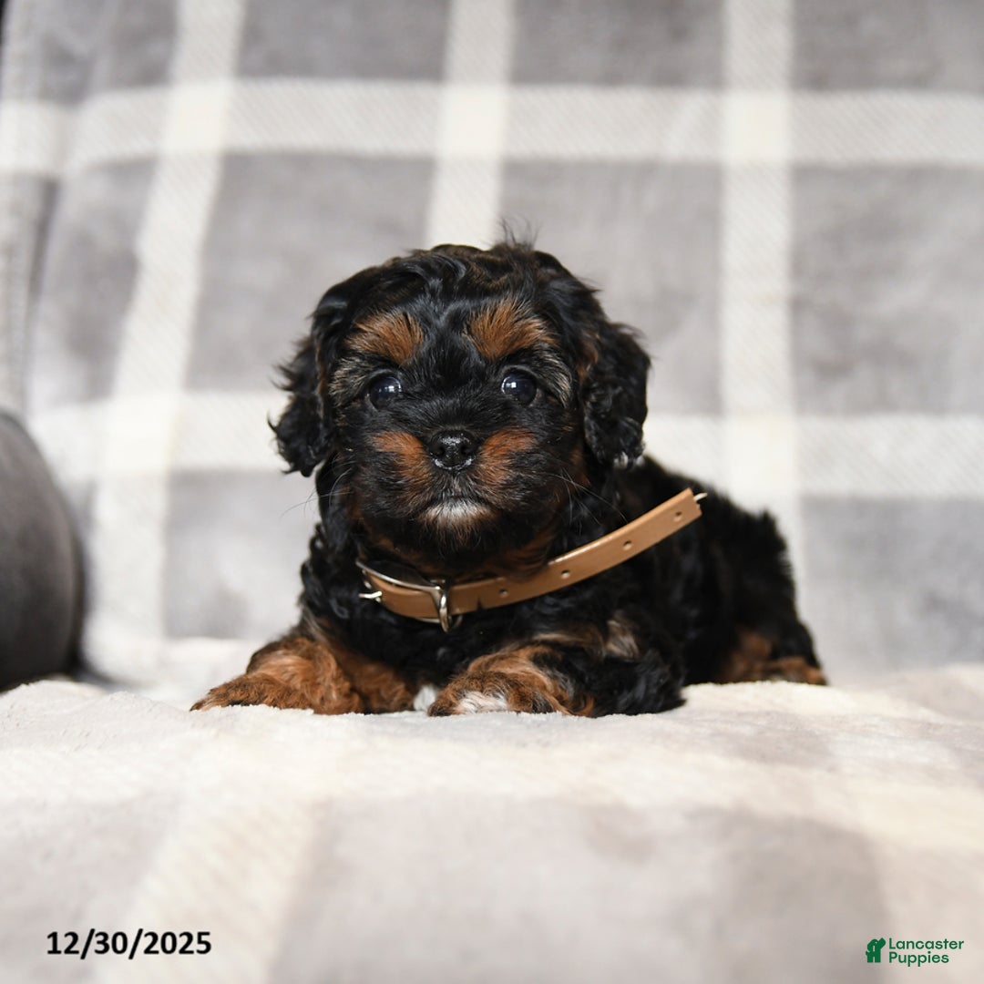 Cavapoo dogs for sale: Raven - Ad 4