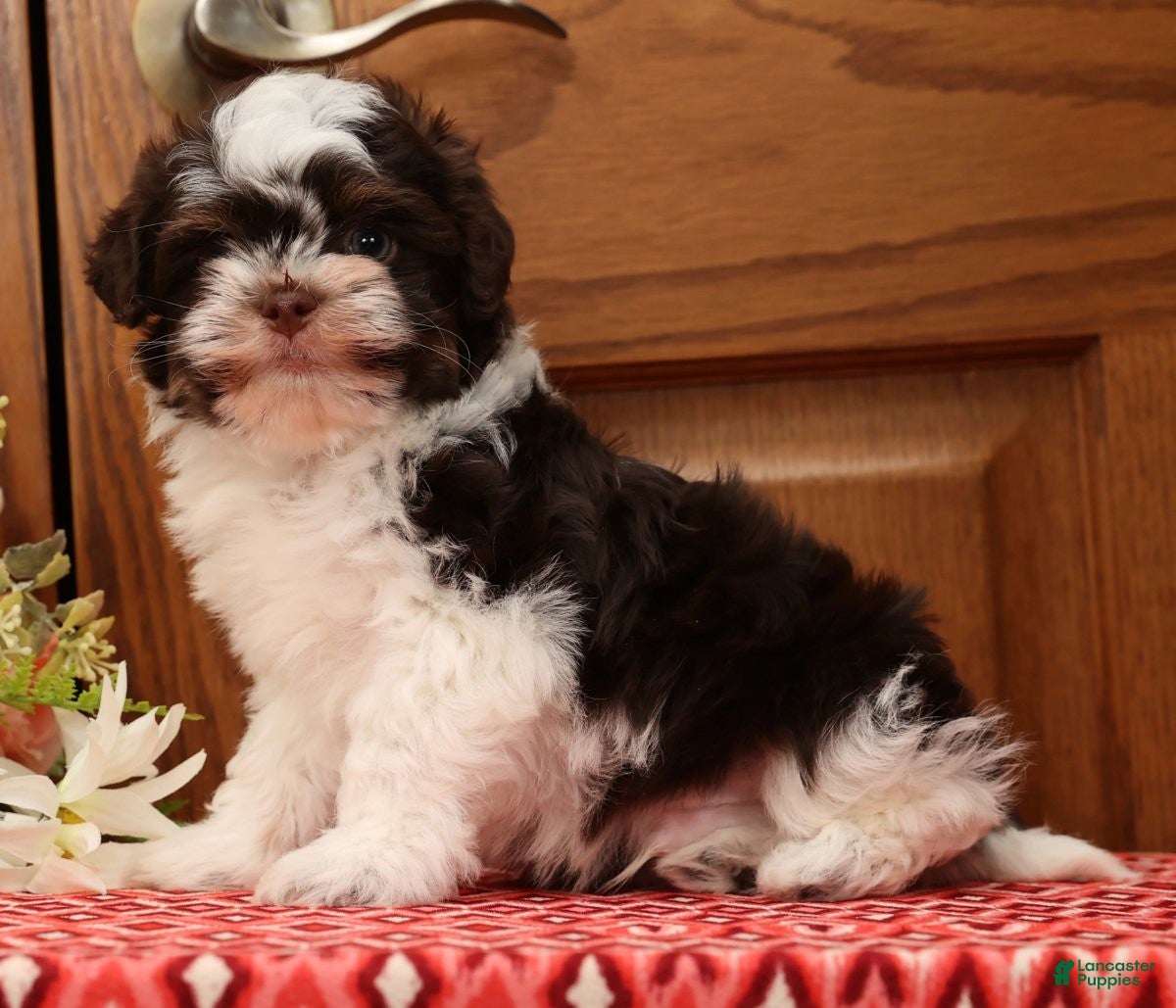 Havanese dogs Zack - Ad 2