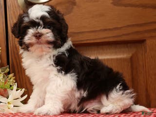 Havanese dogs Zack - Ad 5