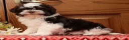Havanese dogs for sale: Zack - Ad 1