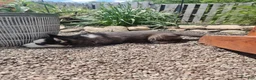 Siberian Husky dogs for sale: Lily - Ad 5