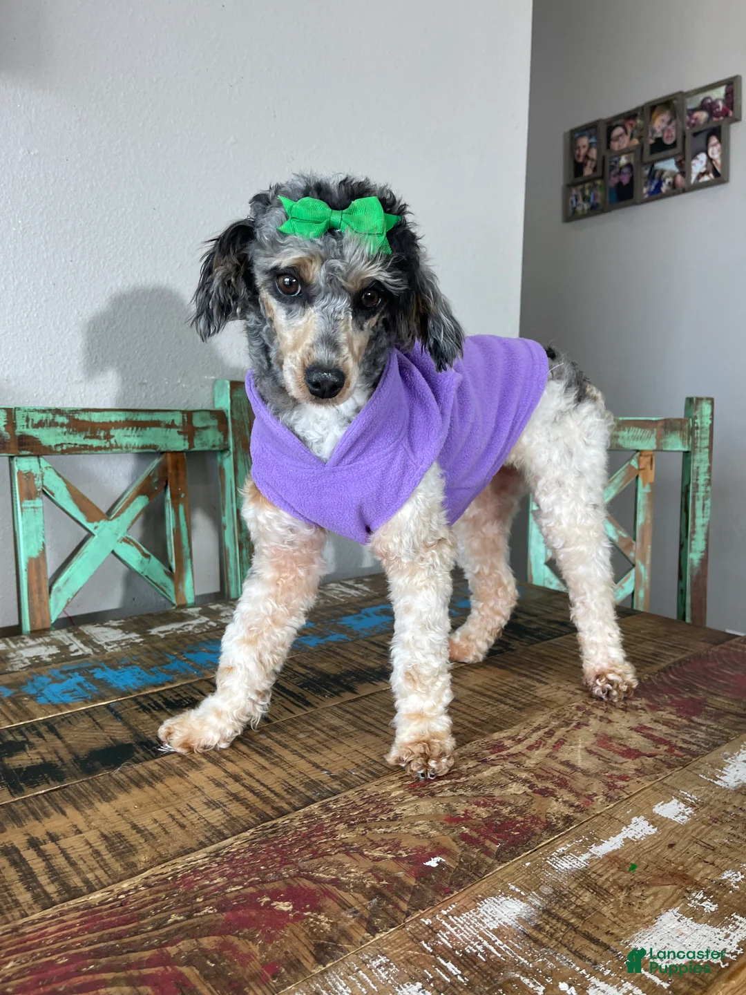 Miniature Poodle dogs for sale: Akc Blue Merle Parti Phantom  - Ad 5