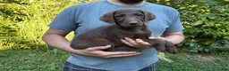 Labradoodle dogs for sale: Labradoodle 2 - Ad 1