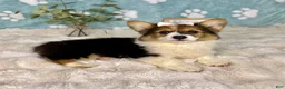 Welsh Corgi Pembroke dogs for sale: Bambi - Ad 4