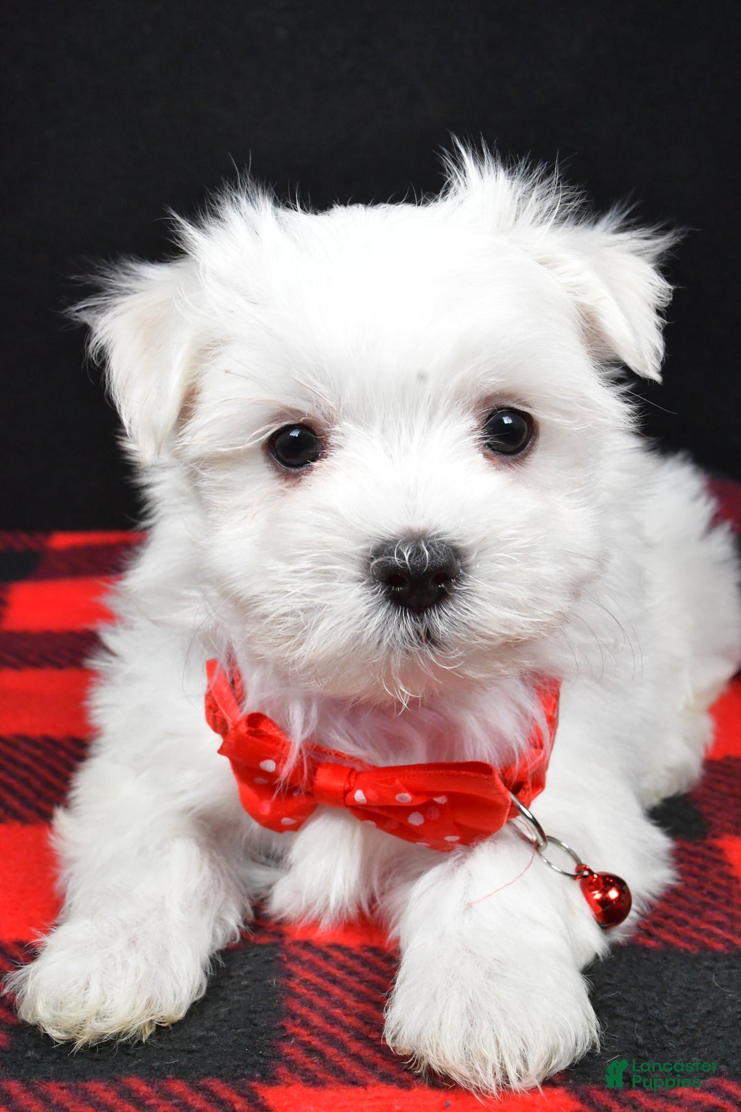 Maltese dogs for sale: Miles - Ad 3