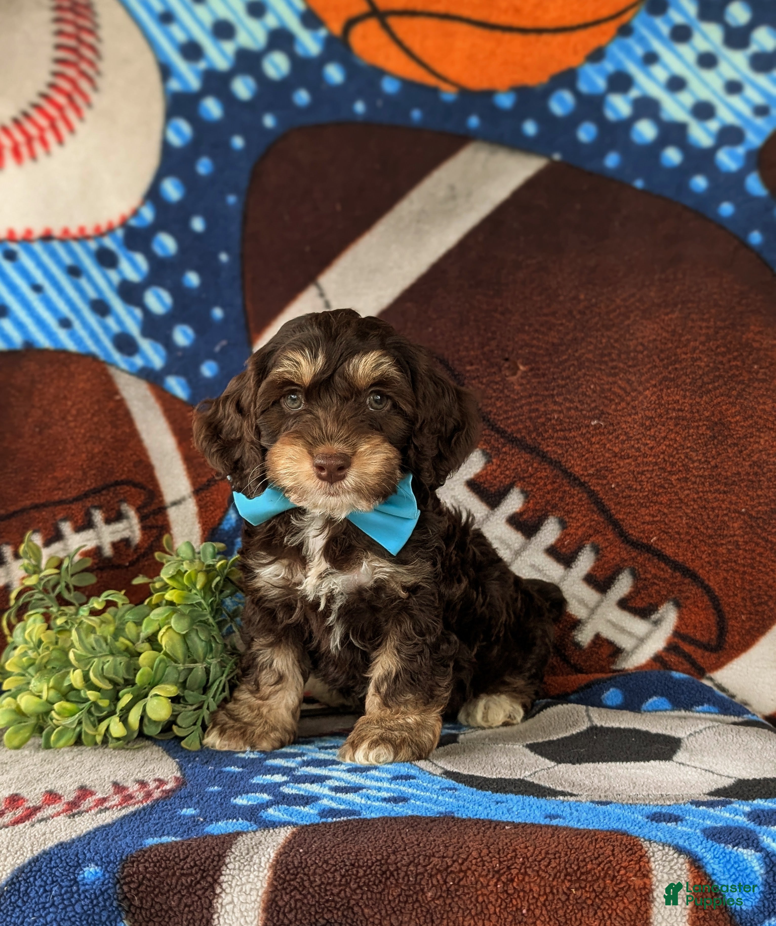 Cockapoo dogs Admiral - Ad 2