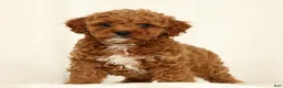 Cavapoo dogs for sale: Hendrick - Ad 1