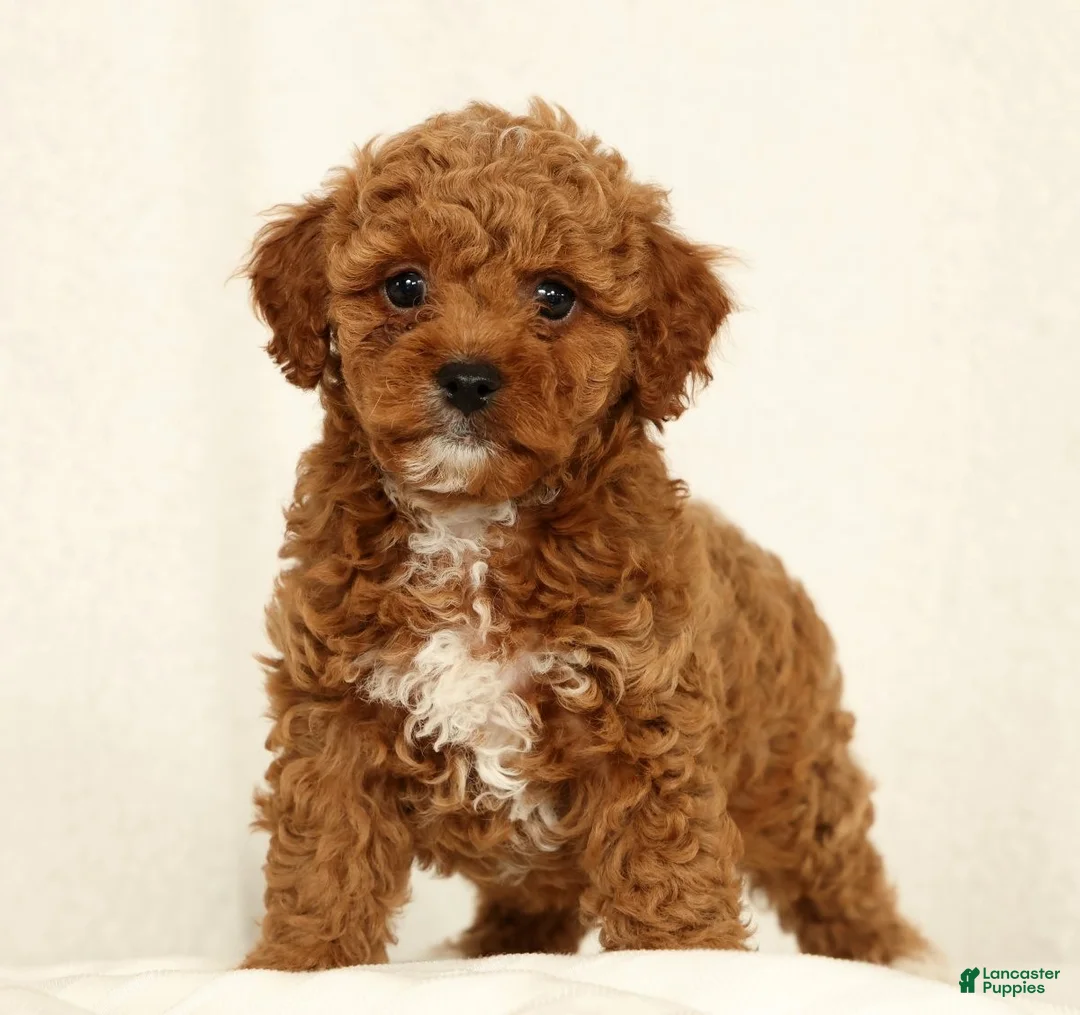 Cavapoo dogs for sale: Hendrick - Ad 1