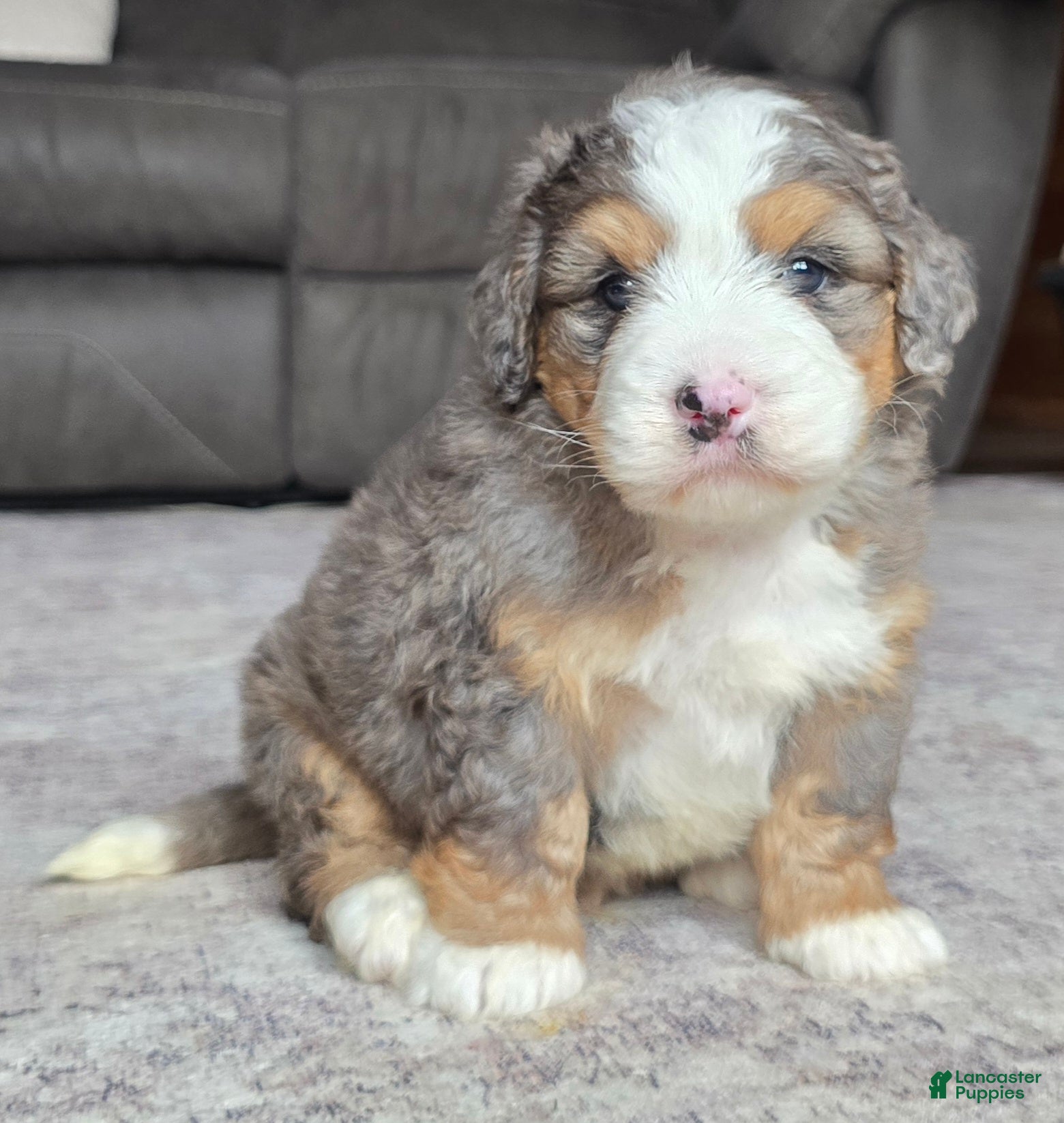 Mini Bernedoodle dogs Mini Harley - Ad 1