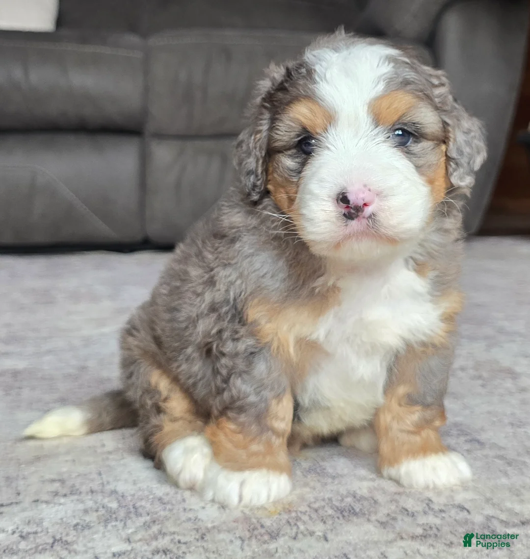 Mini Bernedoodle dogs for sale: Mini Harley - Ad 1