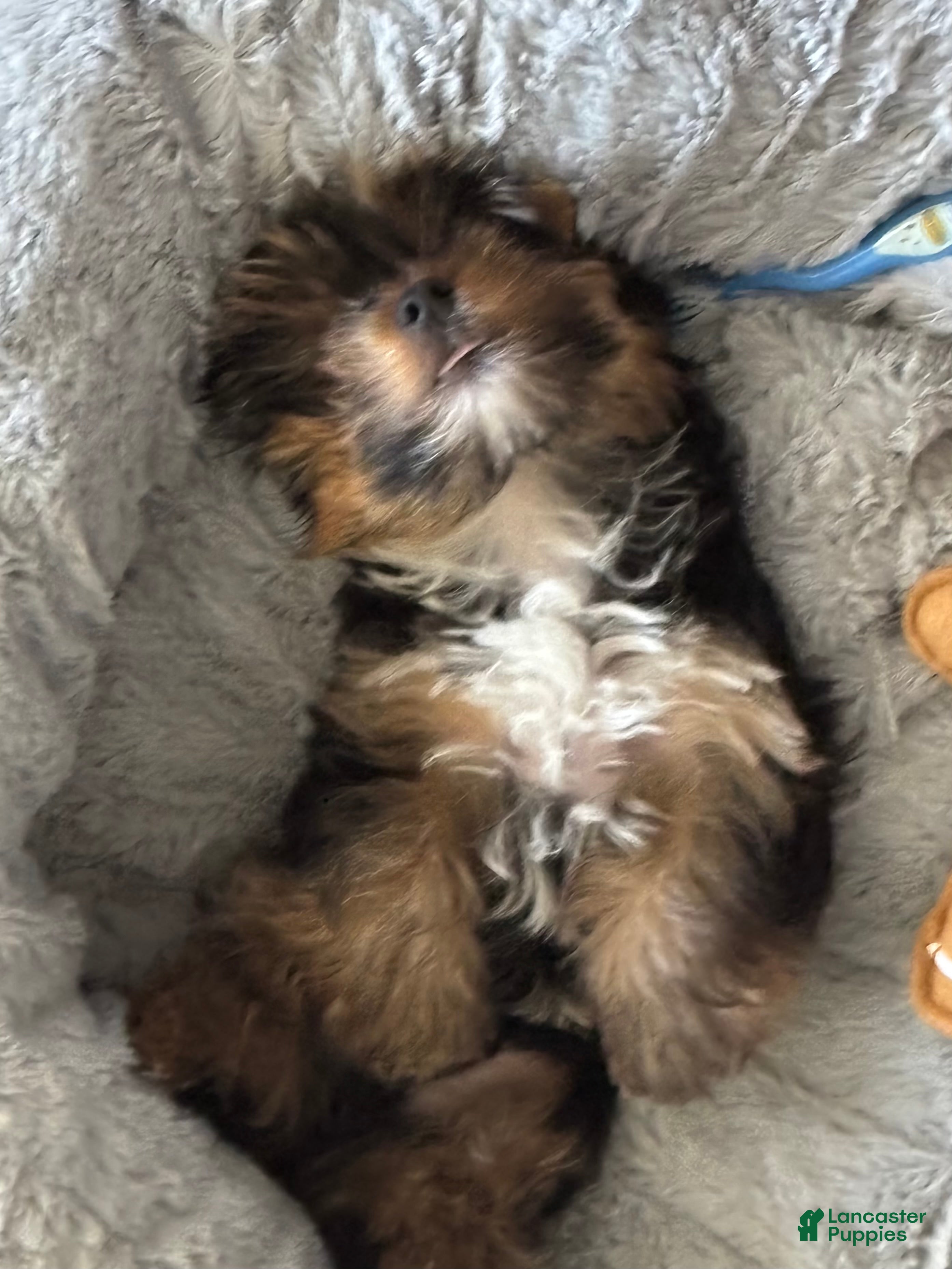 Yorkshire Terrier dogs Yorkshire Terrier 1 - Ad 2