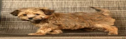 Havapoo dogs for sale: Missy - Ad 8