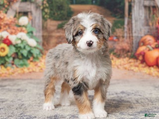 Mini Bernedoodle dogs - Ad 14