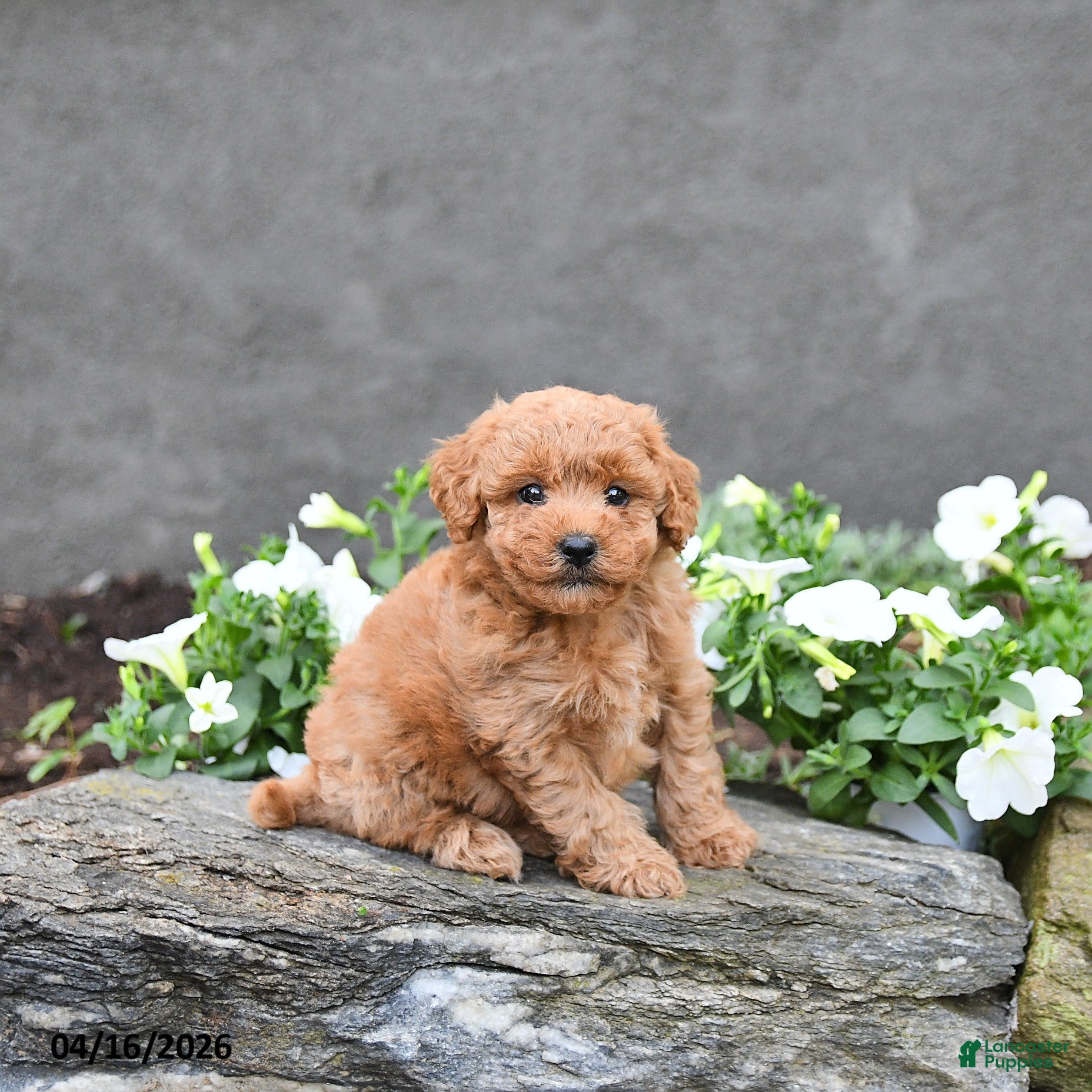 Cavapoo dogs Tony - Ad 2