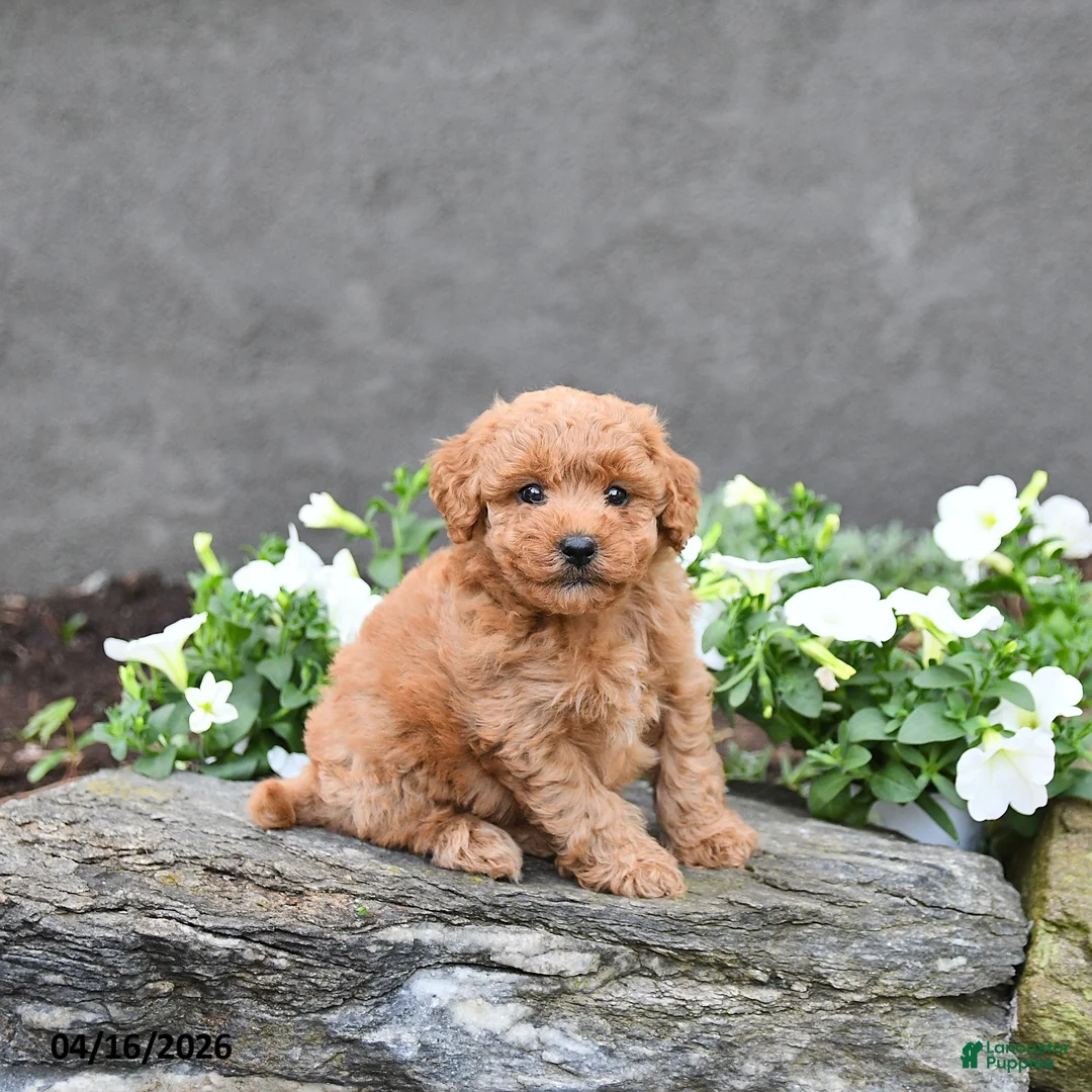 Cavapoo dogs for sale: Tony - Ad 5