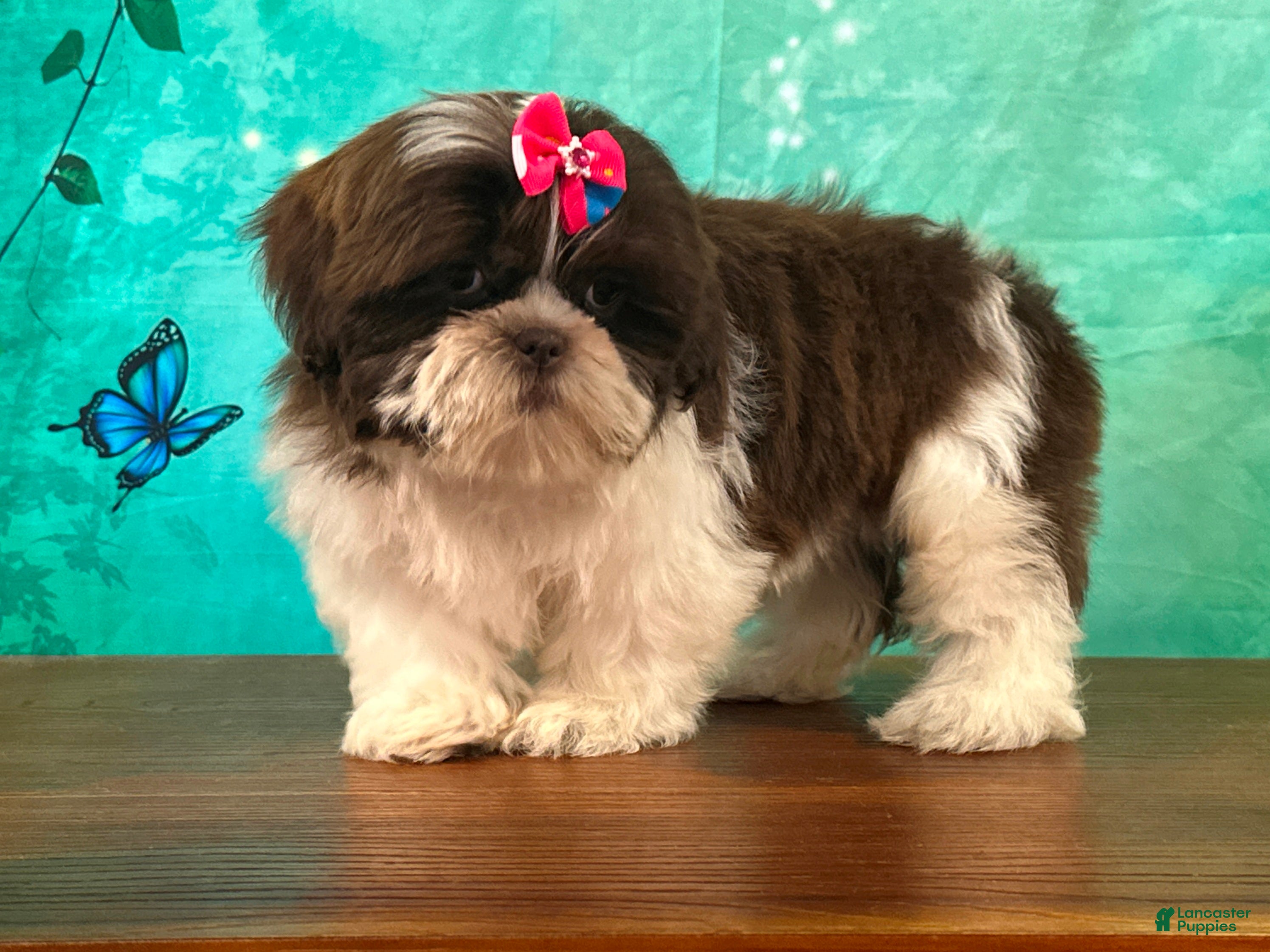 Shih Tzu dogs Clover - Ad 2