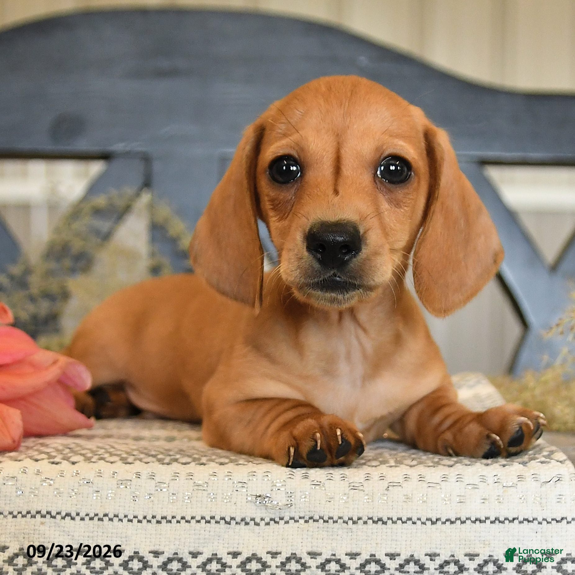 Miniature Dachshund dogs Oliver - Ad 2