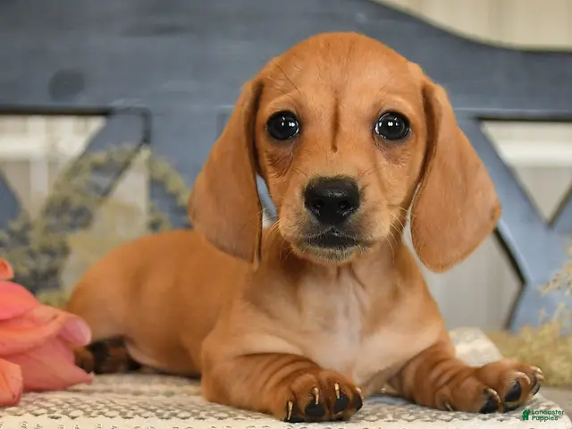 Miniature Dachshund dogs for sale: Oliver - Ad 2