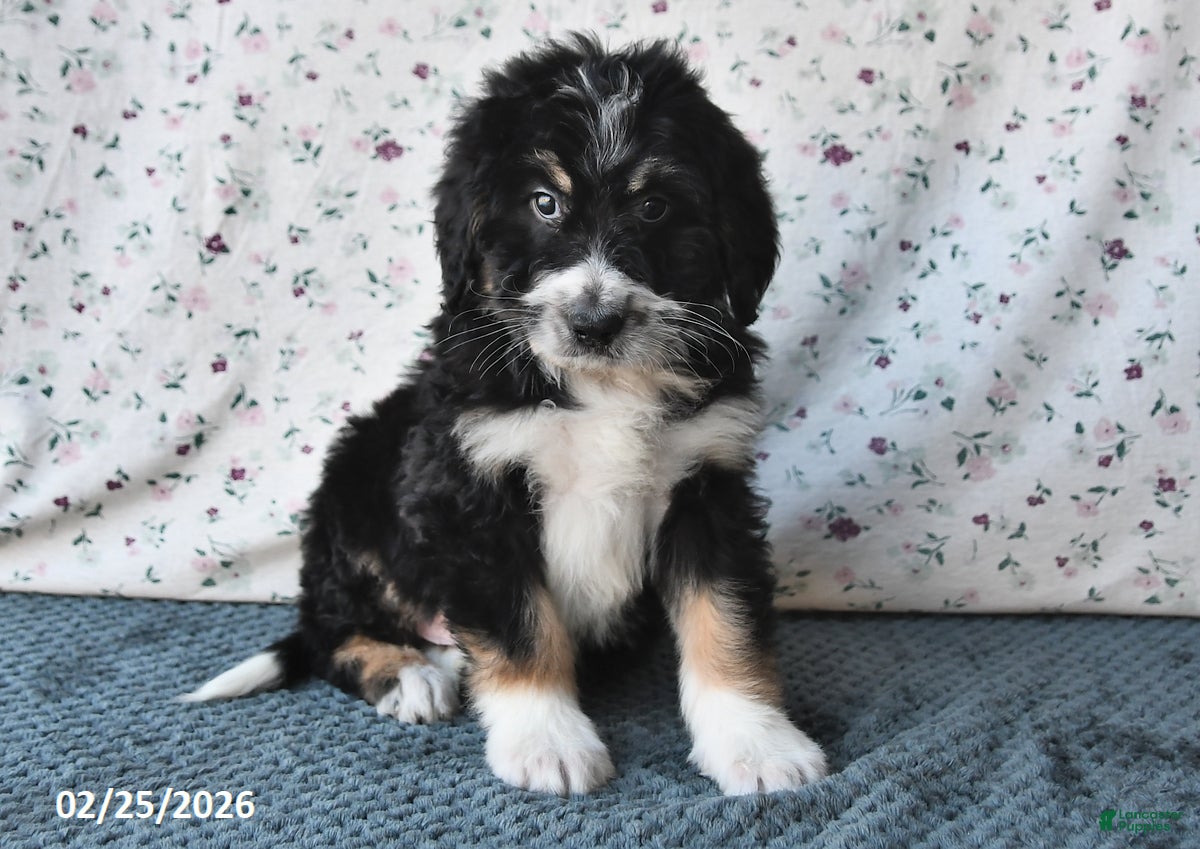 Bernedoodle dogs Boomer - Ad 1