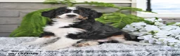 Mini Bernedoodle dogs for sale: Tulip - Ad 3