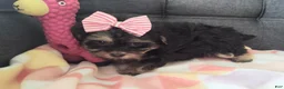 Yorkiepoo dogs for sale: Violet - Ad 5