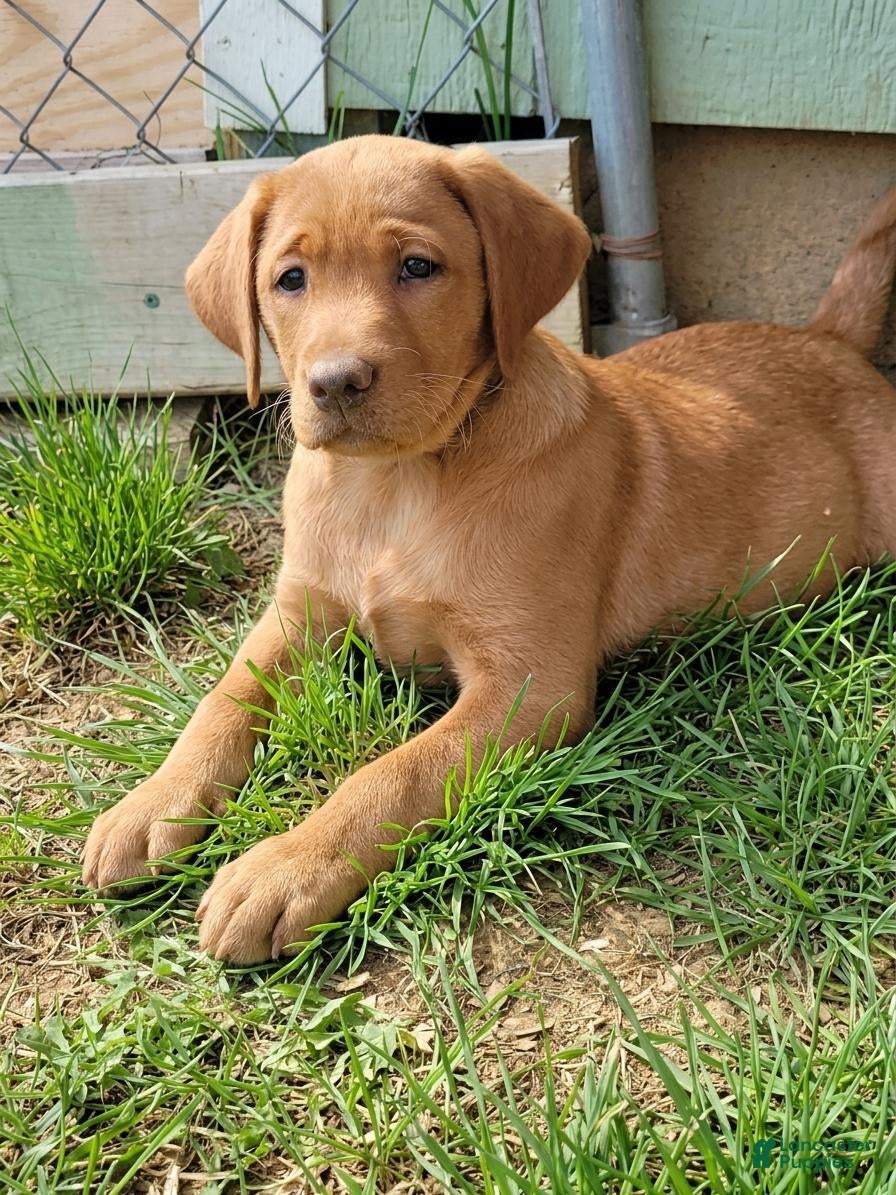 Labrador Retriever dogs for sale: Lolli (tan collar) - Ad 1