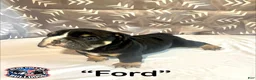 English Bulldog dogs for sale: English Bulldog Puppy - Ford - Ad 4