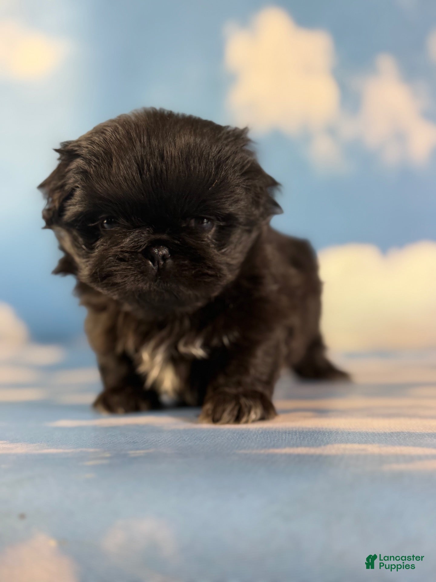Pekingese dogs AKC JET DNA OFA  - Ad 2