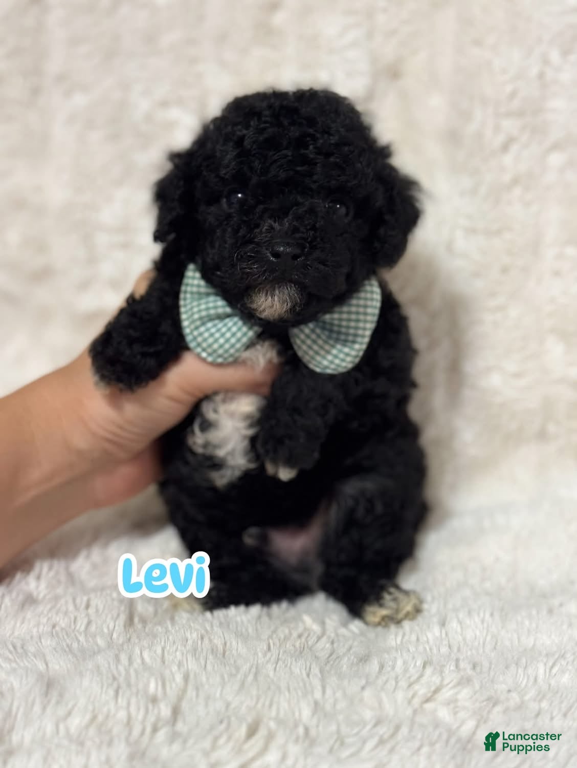 Toy Poodle dogs Levi  - Ad 21