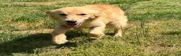 Golden Retriever dogs for sale: Loot - Ad 4