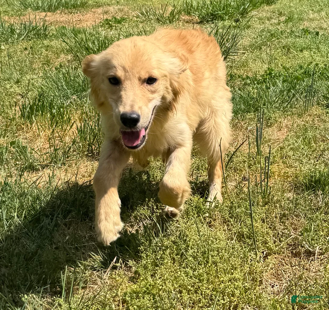 Golden Retriever dogs for sale: Loot - Ad 4