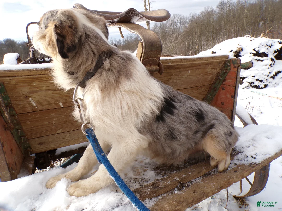 Mixed Breed dogs for sale: Mixed Breed Puppy 2 Sam - Ad 2