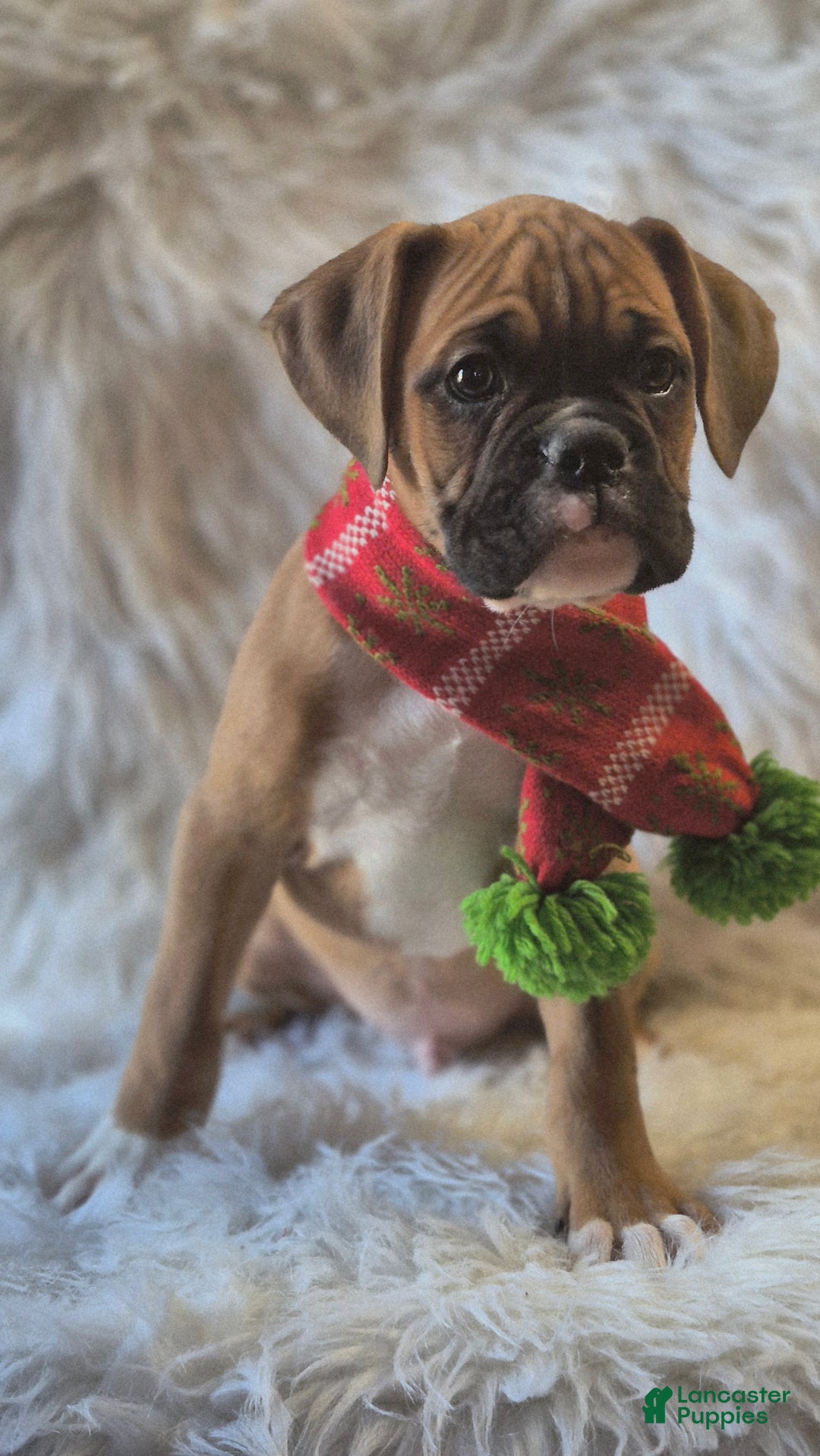 Boxer dogs for sale: Benson  - Ad 2