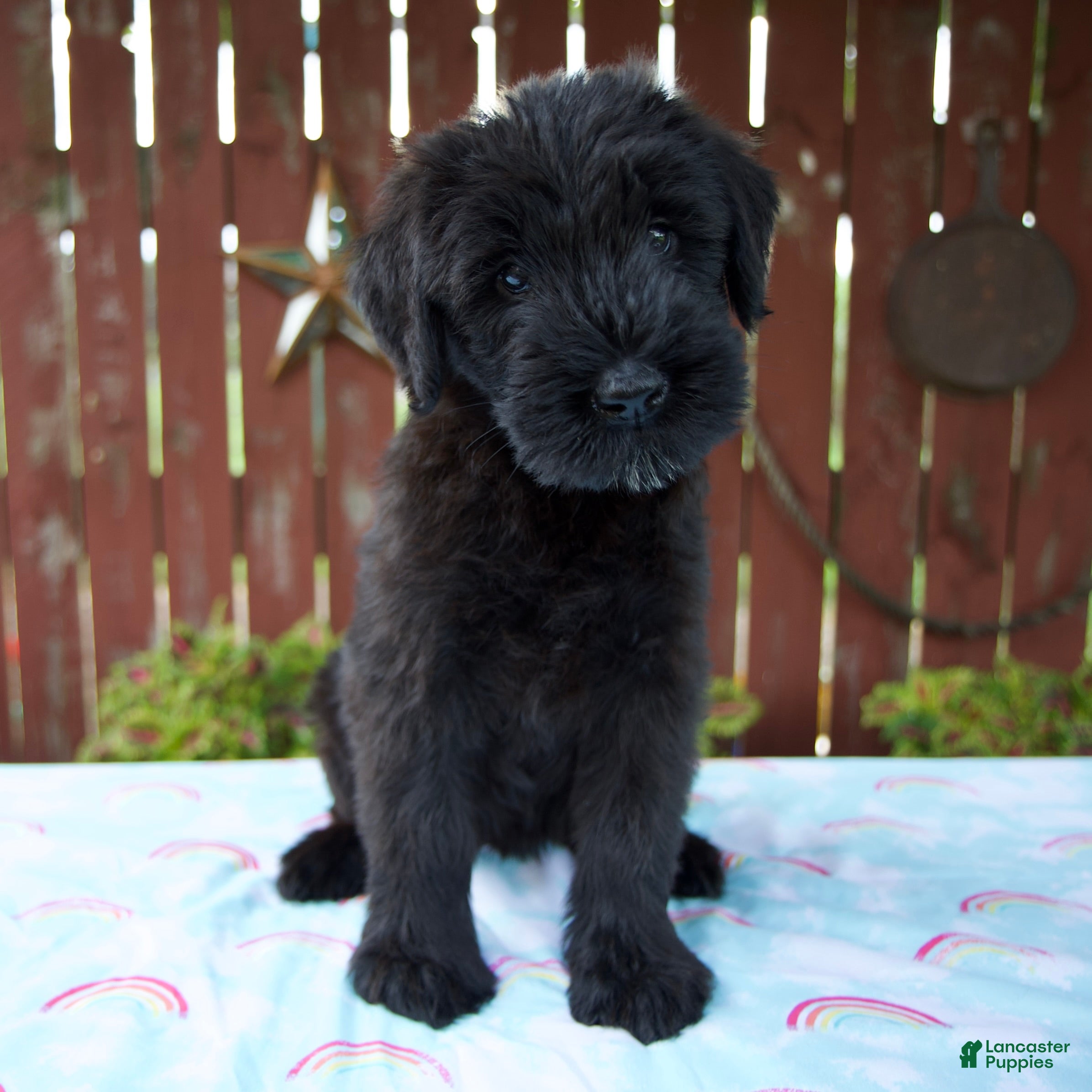 Giant Schnauzer dogs Louise - Ad 1