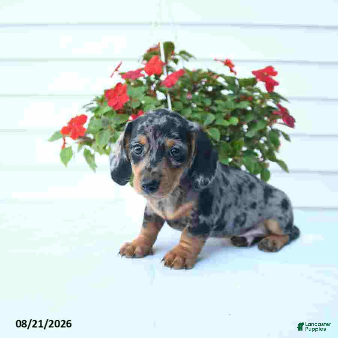 Miniature Dachshund dogs for sale: Bear - Ad 1
