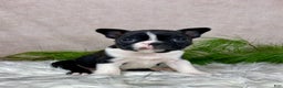Boston Terrier dogs for sale: Miss Chloe  - Ad 1