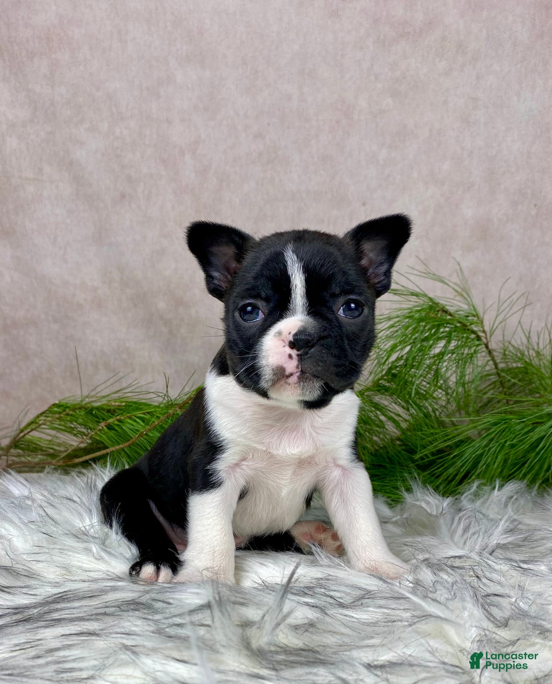 Boston Terrier dogs for sale: Miss Chloe  - Ad 1