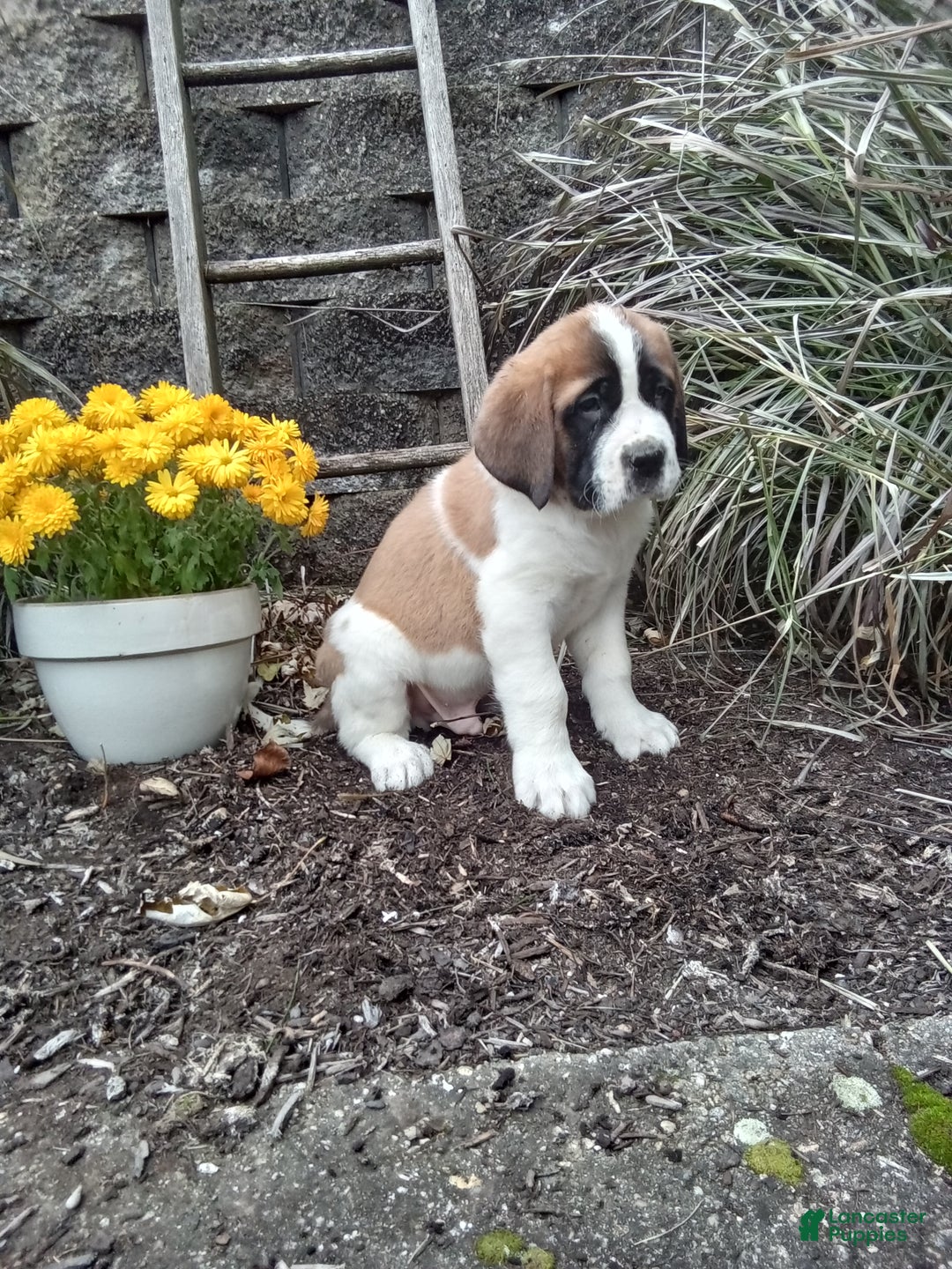 Saint Bernard dogs for sale: Duke - Ad 3
