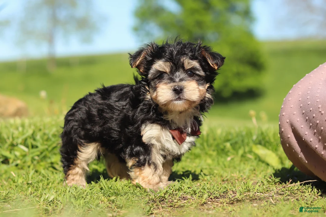 Morkie dogs for sale: Scooby - Ad 1